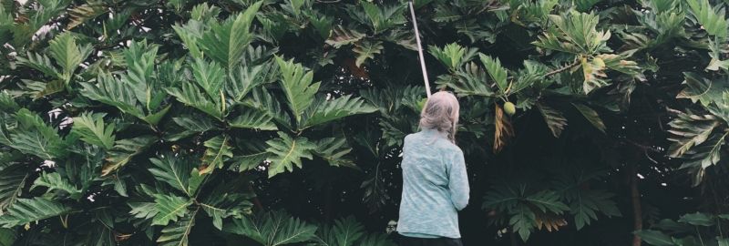 A photo of 'ulu after harvesting