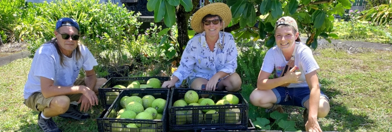 A happy volunteer holding a rack of freshly-harvested bananas