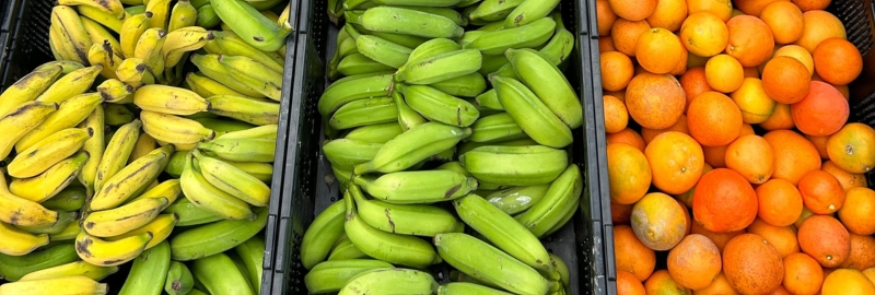 A happy volunteer holding a rack of freshly-harvested bananas
