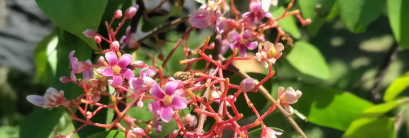 A photo of 'ulu after harvesting