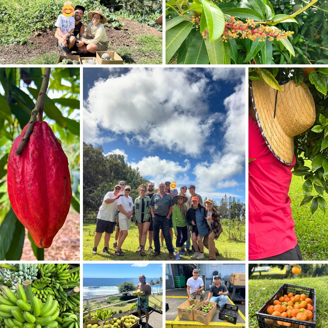 A photo of 'ulu after harvesting