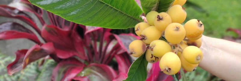 A happy volunteer holding a rack of freshly-harvested bananas